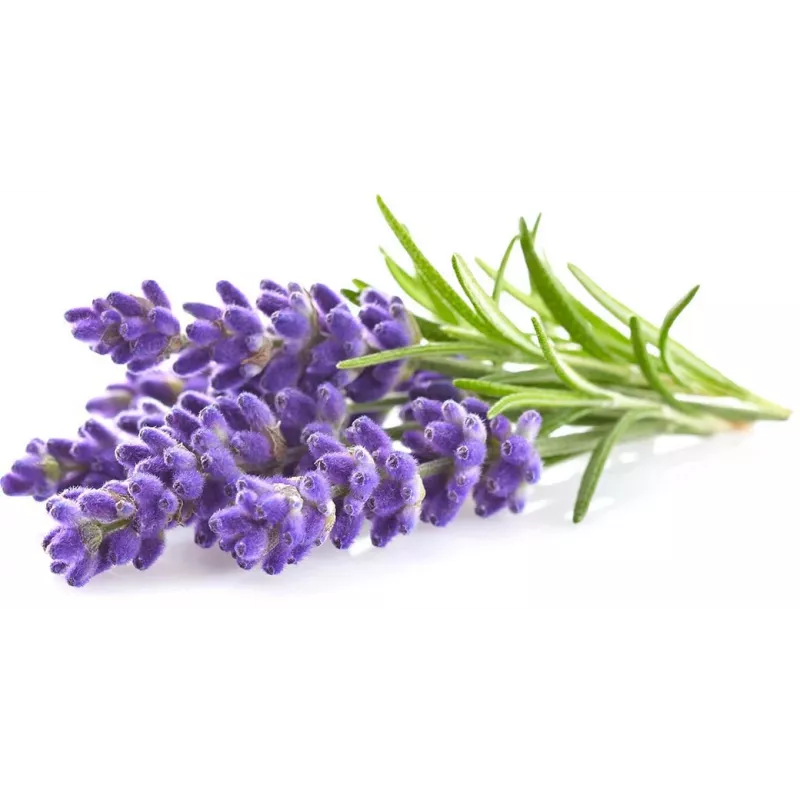 Click & Grow Smart Garden recambio de lavanda, 3 cápsulas de plantas (SGR30X3)