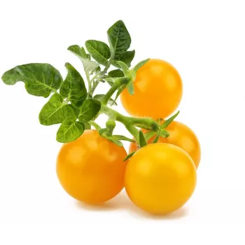 Click and Grow Smart Garden Refill pack de 3 cápsulas de plantas de mini tomate