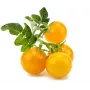 Click and Grow Smart Garden Refill pack de 3 cápsulas de plantas de mini tomate