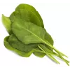 Click & Grow Smart Garden recambio de acelga verde, 3 cápsulas de plantas (SGR64X3)