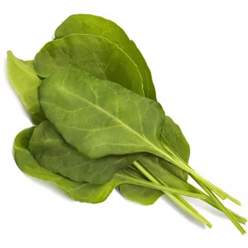 Click & Grow Smart Garden recambio acelga verde, 3 cápsulas de plantas (SGR64X3)