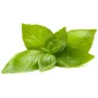 Cápsulas de plantas de albahaca limón Click & Grow para Smart Garden, pack de 3 (SGR76X3)