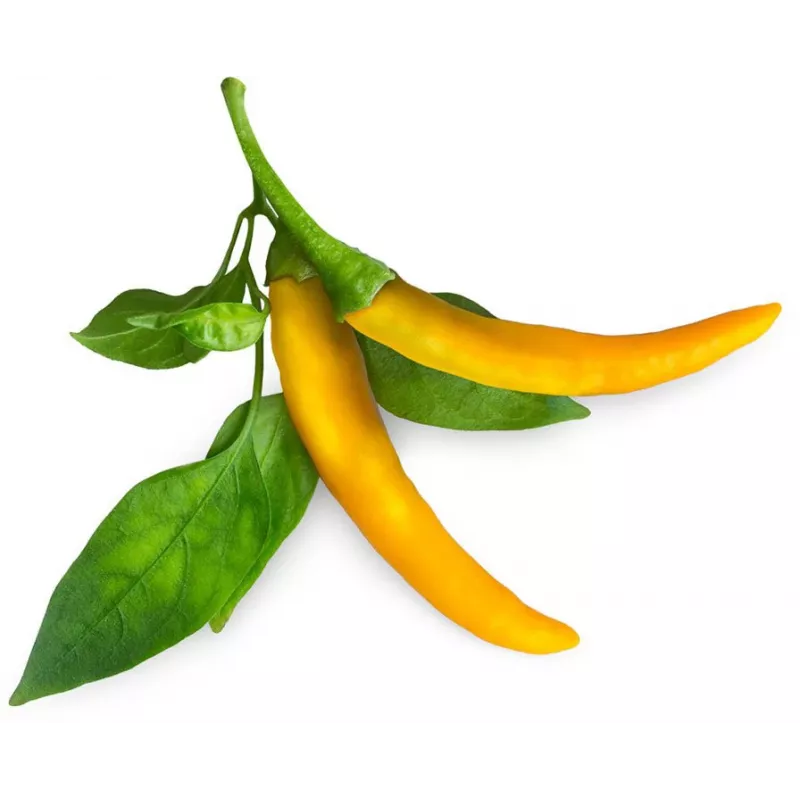 Cápsulas de plantas de guindilla Click & Grow SGR60X3 (pack de 3)