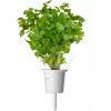 Cápsulas de plantas de mezcla de hierbas para steak Click & Grow para Smart Garden, pack de 9 (PPMSSX9)