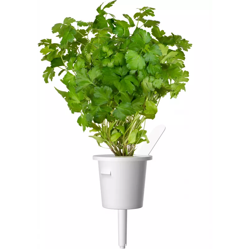 Cápsulas de plantas de mezcla de hierbas para steak Click & Grow para Smart Garden, pack de 9 (PPMSSX9)