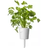 Cápsulas de plantas de mezcla de hierbas para steak Click & Grow para Smart Garden, pack de 9 (PPMSSX9)