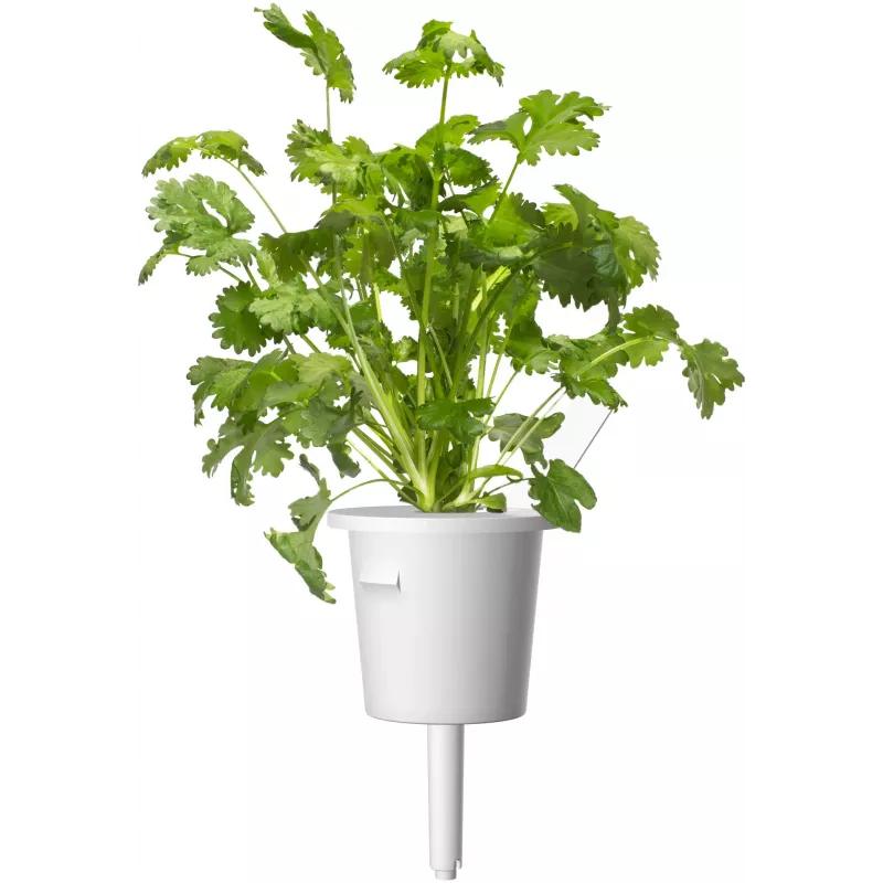 Cápsulas de plantas de mezcla de hierbas para steak Click & Grow para Smart Garden, pack de 9 (PPMSSX9)