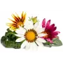Cápsulas de gazania Click & Grow para Smart Garden, pack de 3 (SGR92X3)