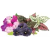 Cápsulas Vibrant Flower Mix Click & Grow para Smart Garden, pack de 9 (PPMVBX9)