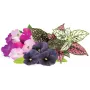 Cápsulas Vibrant Flower Mix Click & Grow para Smart Garden, pack de 9 (PPMVBX9)