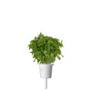 Click & Grow Smart Garden recambio de albahaca enana, 3 cápsulas de plantas (SGR21X3)