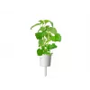Click & Grow Smart Garden recambio de hierba gatera, 3 cápsulas de plantas (SGR29X3)