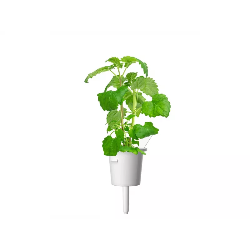 Click & Grow Smart Garden recambio de hierba gatera, 3 cápsulas de plantas (SGR29X3)