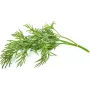 Recambio de cápsulas de eneldo Click & Grow SGR49x3 pack de 3