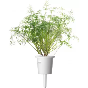 Recambio de cápsulas de eneldo Click & Grow SGR49x3 pack de 3