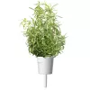 Click & Grow Smart Garden recambio de romero, 3 cápsulas de plantas (SGR51X3)