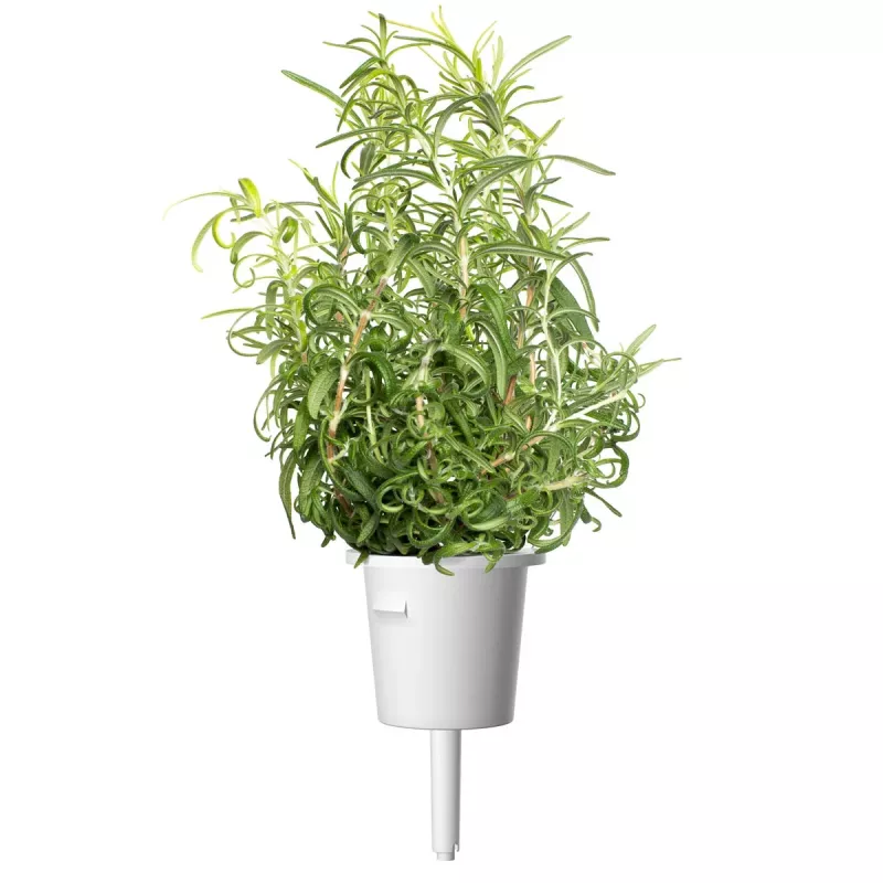 Click & Grow Smart Garden recambio de romero, 3 cápsulas de plantas (SGR51X3)