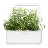 Click & Grow Smart Garden recambio de romero, 3 cápsulas de plantas (SGR51X3)