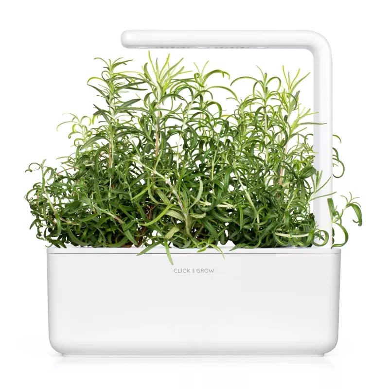 Click & Grow Smart Garden recambio de romero, 3 cápsulas de plantas (SGR51X3)