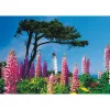 Schmidt Spiele Dornbusch Leuchtturm, Hiddensee puzzle de 1000 piezas