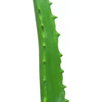 EUROPALMS Planta artificial de aloe vera en maceta negra, 63cm 82809112