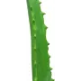 EUROPALMS Planta artificial de aloe vera en maceta negra, 63cm 82809112