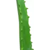 EUROPALMS Planta artificial de aloe vera en maceta negra, 63cm 82809112