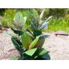 EUROPALMS planta de goma artificial 100 cm, Ficus elastica realista, en maceta de plástico negra 82508303