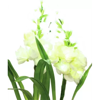 EUROPALMS Aronstab, set de 3 con LED, blanco, 85 cm (83330302)