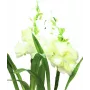 EUROPALMS Aronstab, set de 3 con LED, blanco, 85 cm (83330302)
