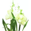EUROPALMS Aronstab, set de 3 con LED, blanco, 85 cm (83330302)