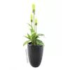 Europalms LEICHTSIN CUP-69 maceta, negro, brillante (83011819)