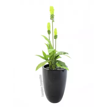 Europalms LEICHTSIN CUP-69 Maceta, negro, brillante (83011819)