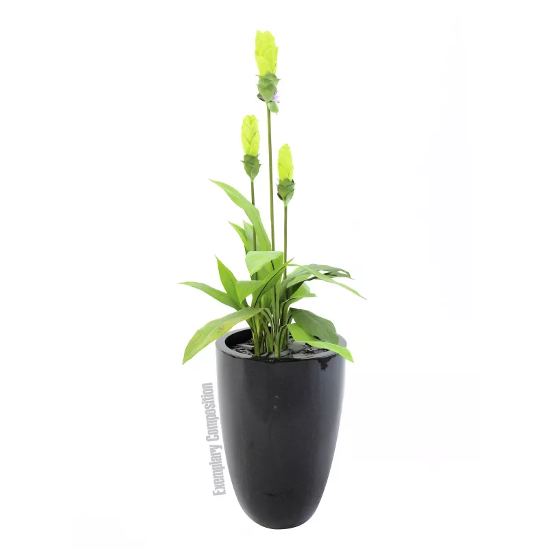 Europalms LEICHTSIN CUP-69 maceta, negro, brillante (83011819)