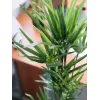 EUROPALMS Ciberpapiro artificial, 76 cm, en maceta negra 82600138