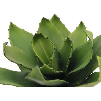 EUROPALMS agave artificial, EVA, verde, 35 cm 82530576