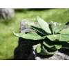 EUROPALMS agave artificial, EVA, verde, 35 cm 82530576
