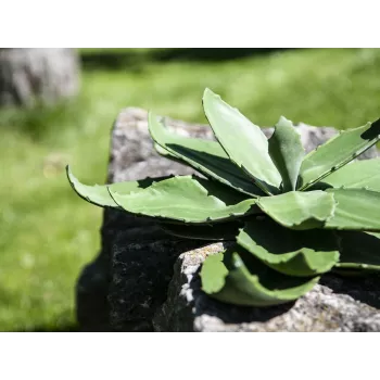 EUROPALMS agave artificial, EVA, verde, 35 cm 82530576