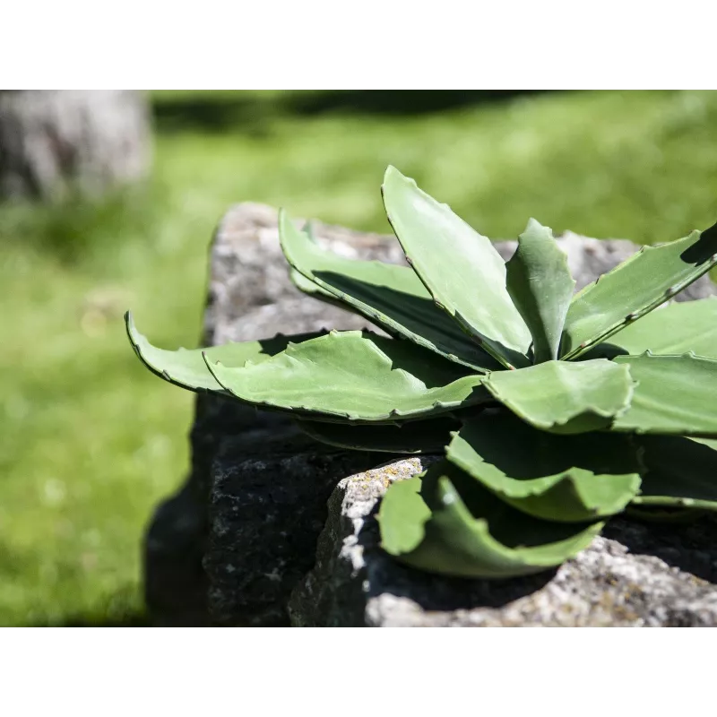 EUROPALMS agave artificial, EVA, verde, 35 cm 82530576