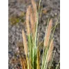 EUROPALMS hierba de las pampas artificial, 120 cm 82600121