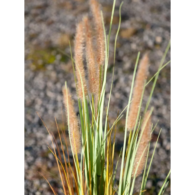 EUROPALMS hierba de las pampas artificial, 120 cm 82600121