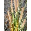 EUROPALMS hierba de las pampas artificial, 120 cm 82600121
