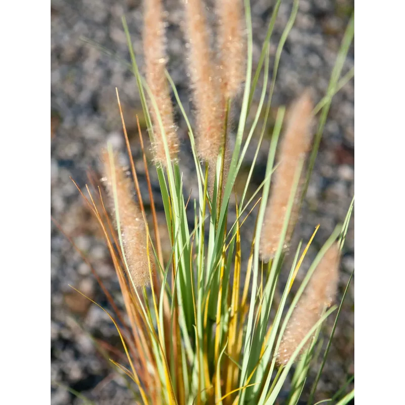 EUROPALMS hierba de las pampas artificial, 120 cm 82600121