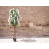 EUROPALMS Árbol de lluvia dorada artificial, flores blancas, 180cm 82507106