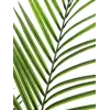 EUROPALMS Planta artificial areca de hoja grande, 165 cm 82509441