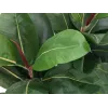 EUROPALMS Planta artificial ficus, 120 cm 82600150