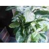 EUROPALMS Planta artificial ficus, 120 cm 82600150