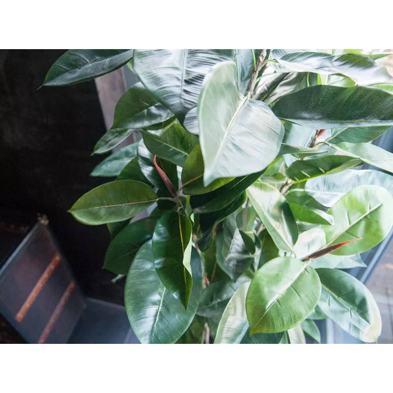 EUROPALMS Planta artificial ficus, 120 cm 82600150