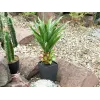 EUROPALMS agave en maceta, planta artificial, 75cm 82600160