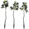 EUROPALMS pachira árbol del dinero artificial, 160cm 82600165